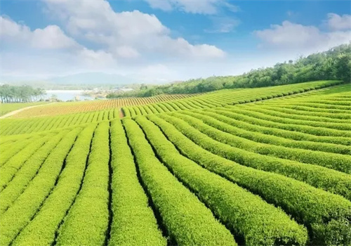 福村梅记