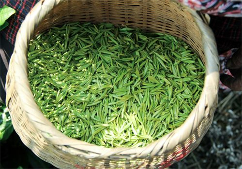 绿源茶业
