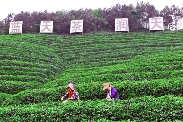 蓝天茗茶