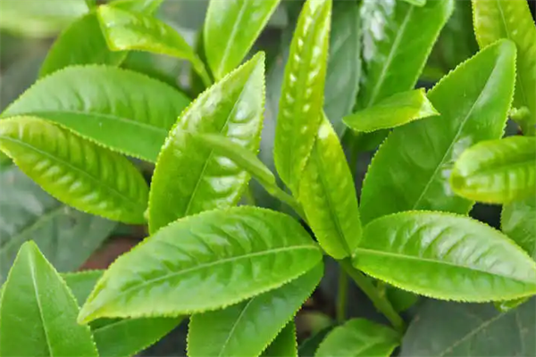 尊品茶叶