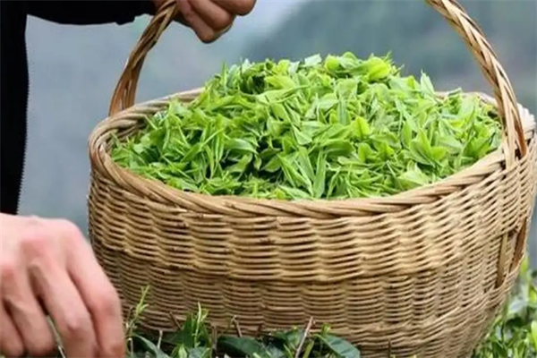 尊品茶叶