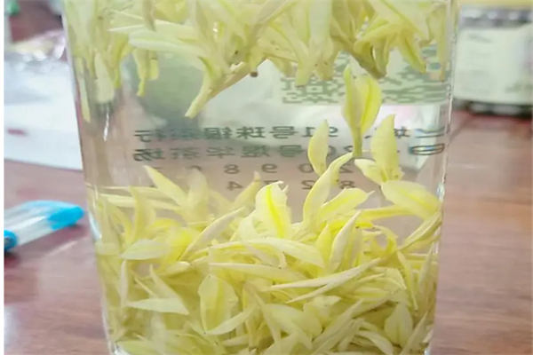 黄金藻茶方