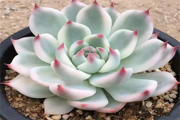 芝兰室多肉植物