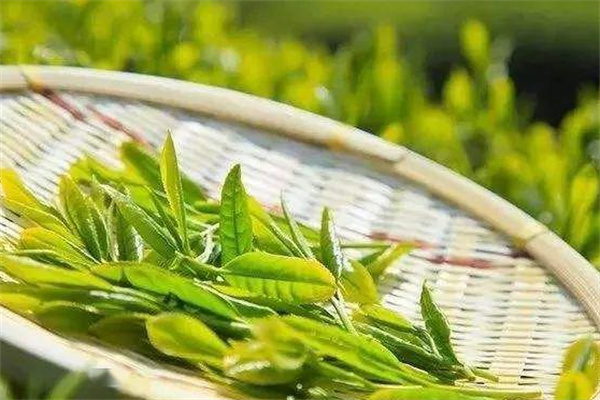 轩雅茗茶加盟