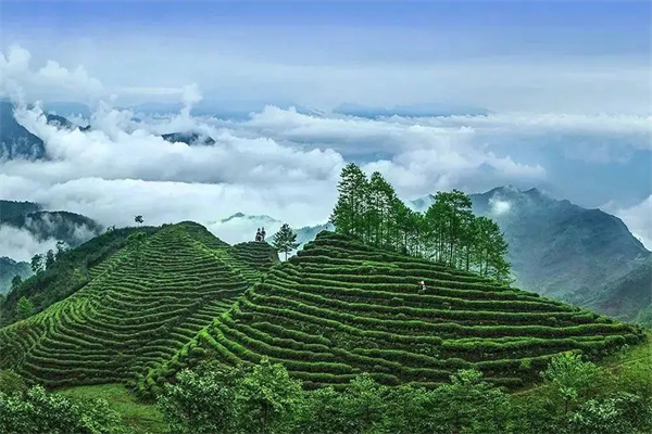 发源地茶叶加盟