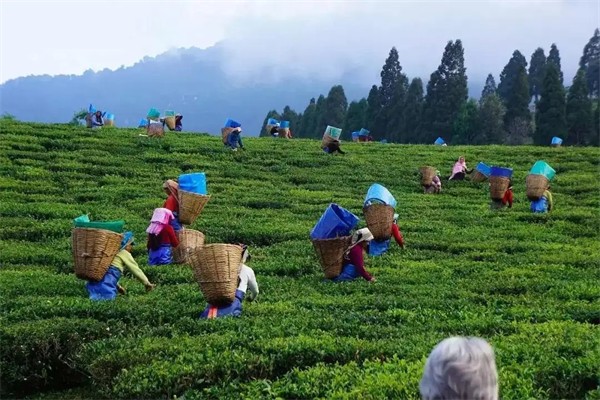 发源地茶叶加盟