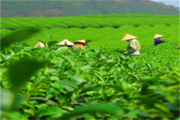 茶者茶业