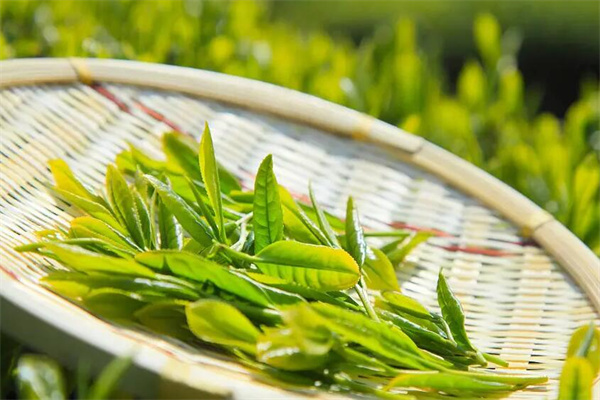 馨尚茶叶加盟