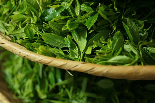 馨尚茶叶加盟