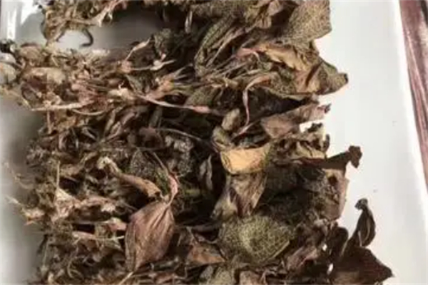 古月元金线莲