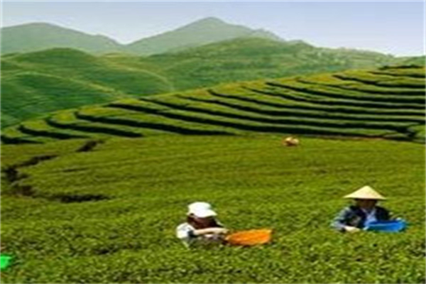 红福茶业加盟