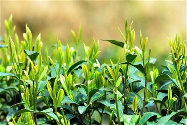 首席茶业