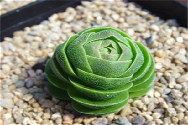 初次见面多肉植物