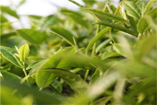 龚府名茶加盟