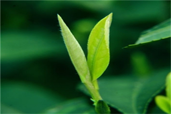 龚府名茶加盟