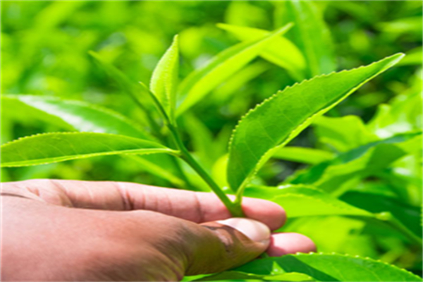 龚府名茶加盟