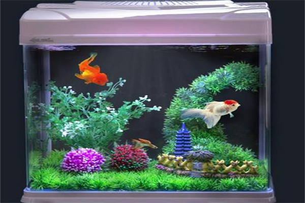 轩海金鱼缸