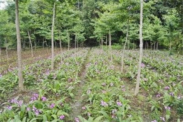 中农四季加盟