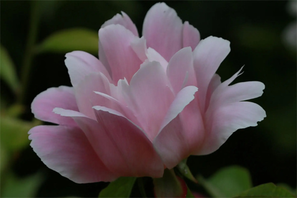 赢然花卉