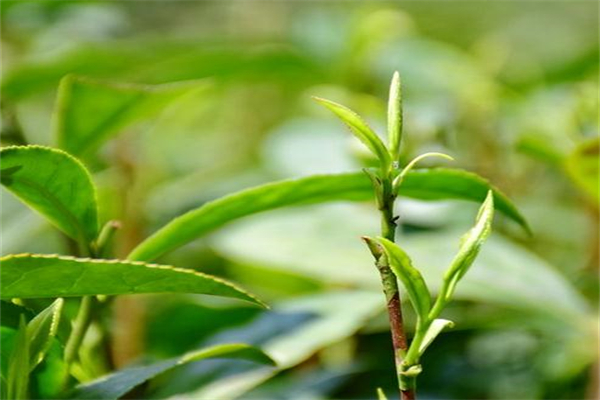 荣福茶业加盟