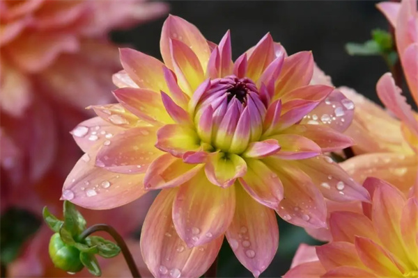 赢然花卉