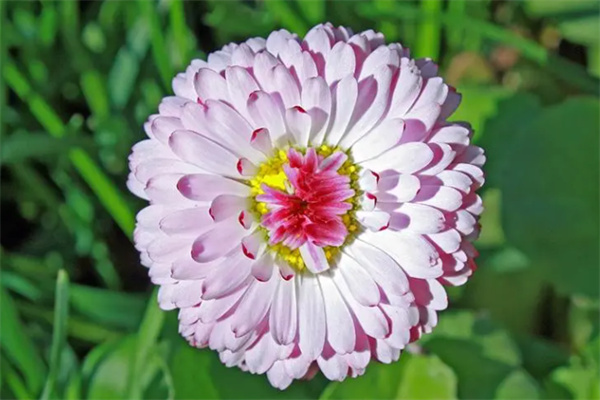 赢然花卉
