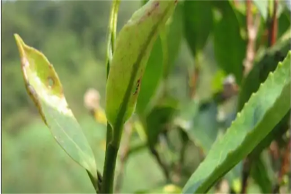 小雅六堡茶业