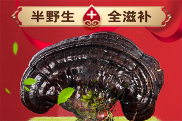 地上皇灵芝