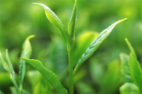 勐海茶业