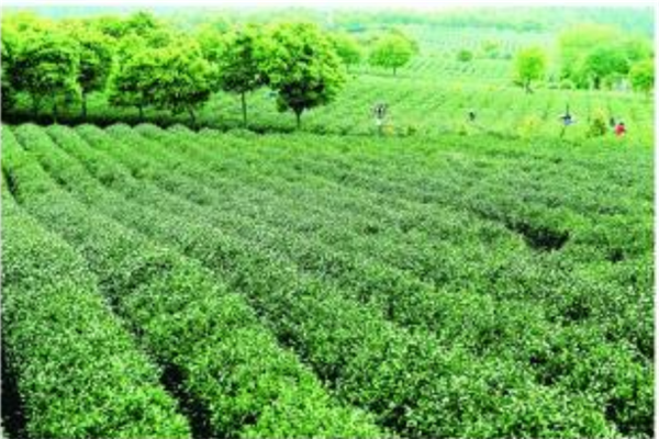 采石矶茶业