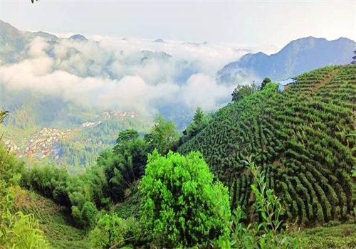 祥景茶业