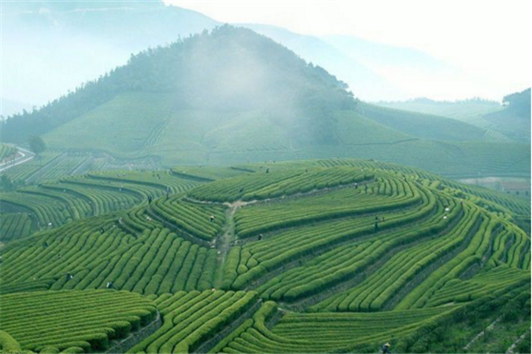 采石矶茶业