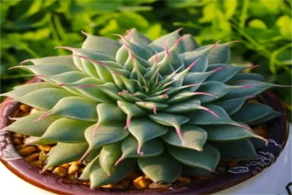 零壹花木加盟