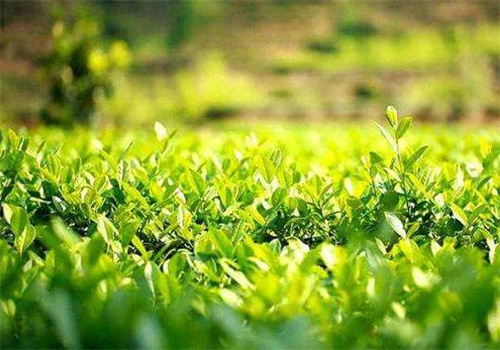 祥景茶业