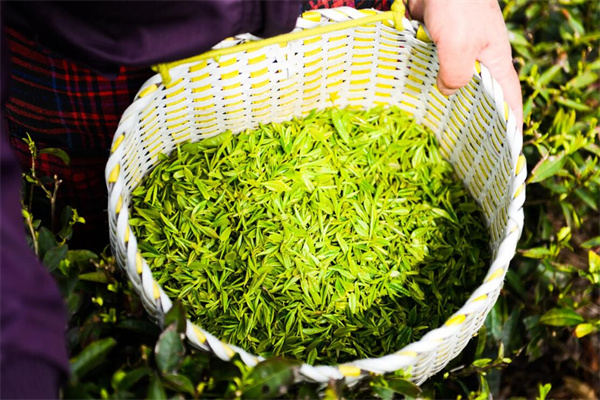 齐昕堂茶业加盟