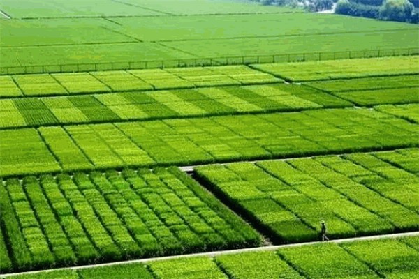绿宫坊