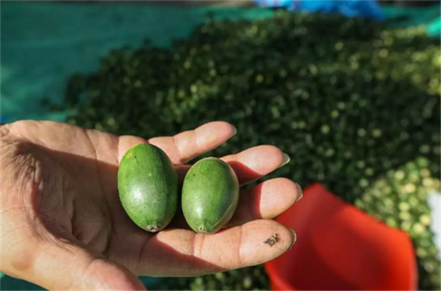 粮吻根槟榔
