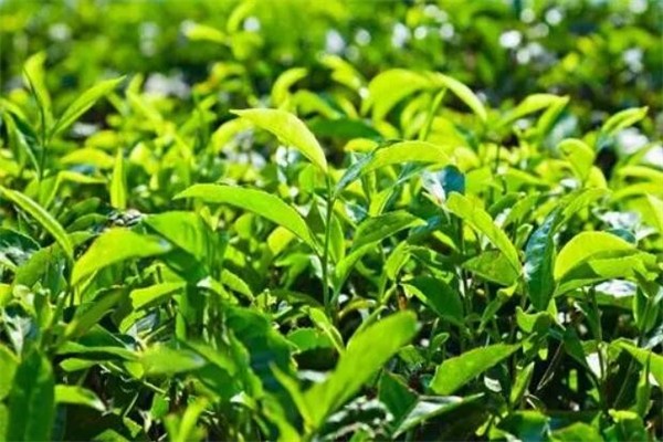 坤呈昊