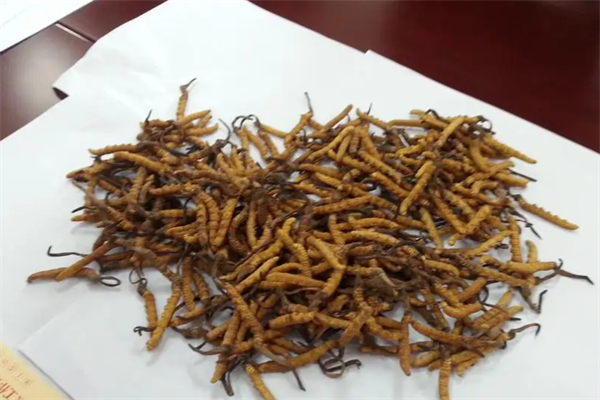 宝王虫草