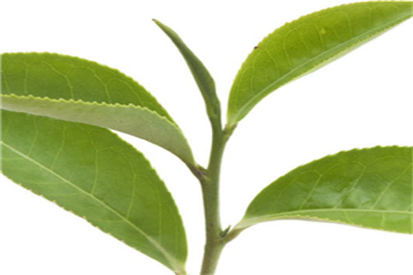 邱焕梅茶叶