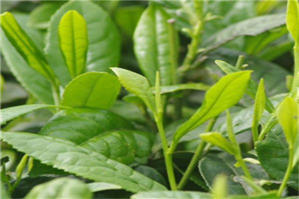 邱焕梅茶叶