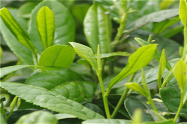 芊水茶叶