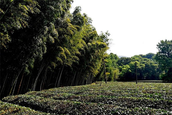 竹林茶园加盟
