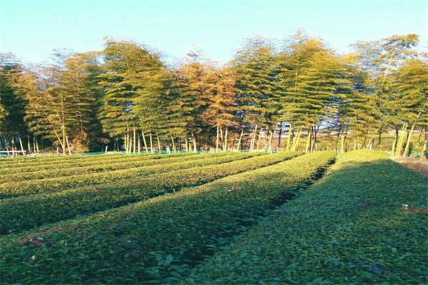 竹林茶园加盟