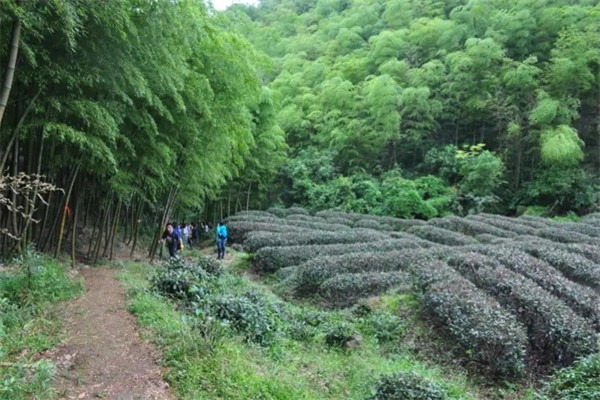 竹林茶园加盟