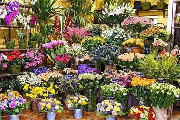 苏芳花卉