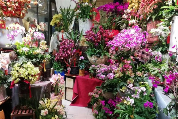 苏芳花卉
