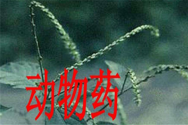 正大药业加盟