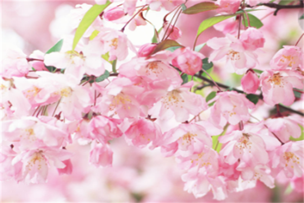 春舞枝花卉加盟