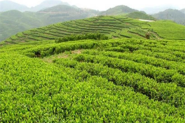 玉骢锌硒特色茶业